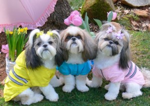 Obese Shih Tzu