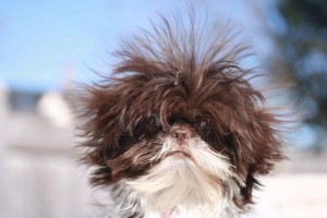 Shih Tzu Hair Loss