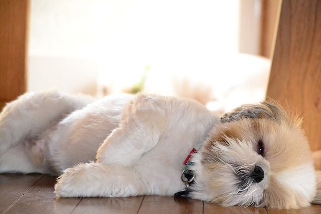 Shih Tzu Snoring - Shih Tzu City