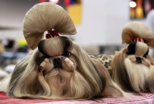 Shih Tzu Show