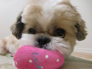 Smelly Shih Tzu