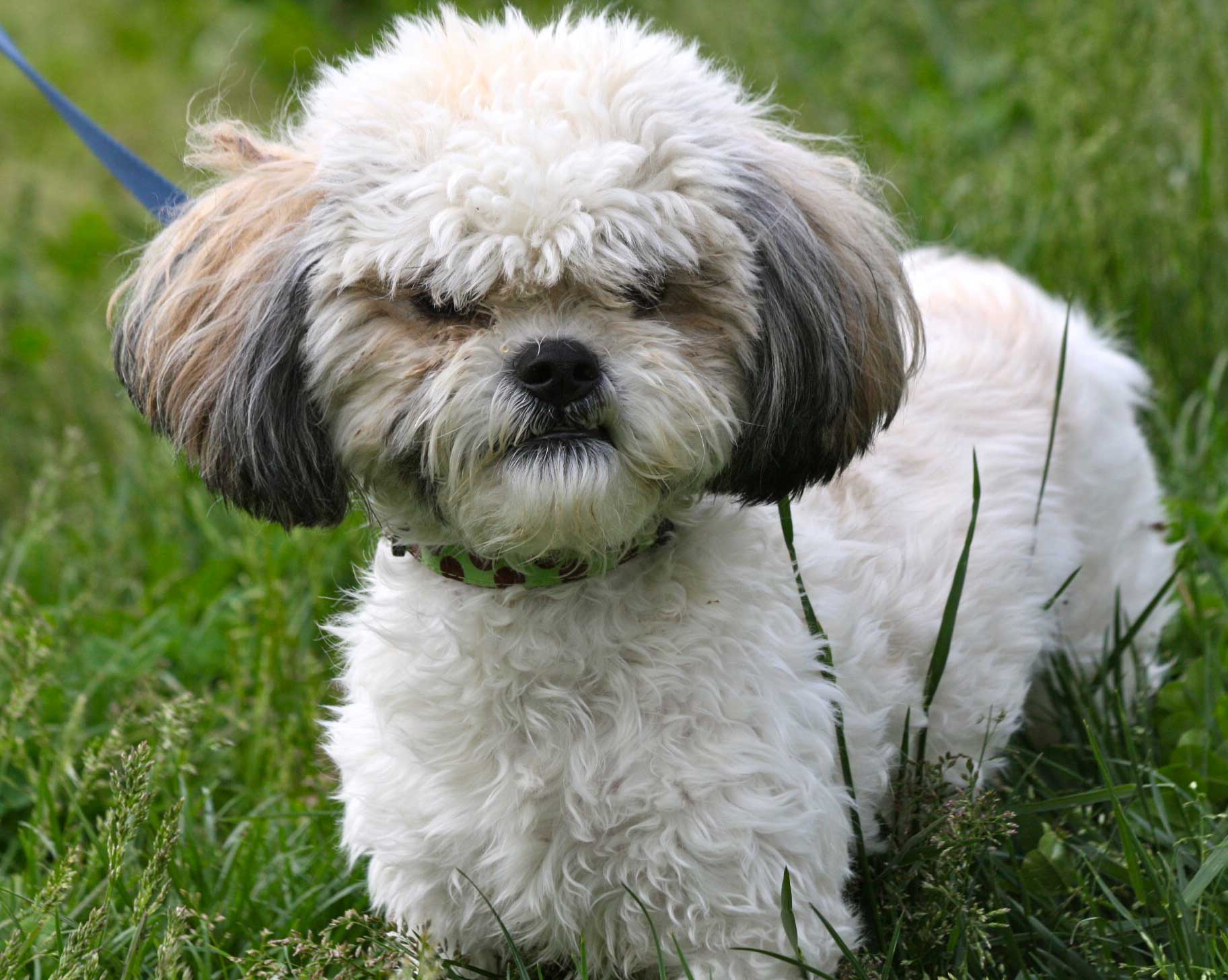 shih tzu aggressive to other dogs