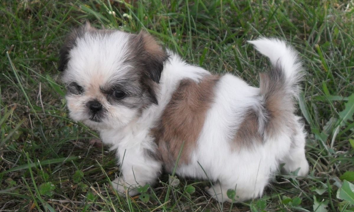 The Ideal Shih Tzu Tail - Shih Tzu City