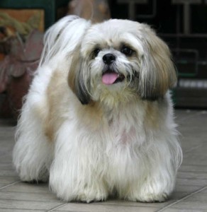 bigshihtzu