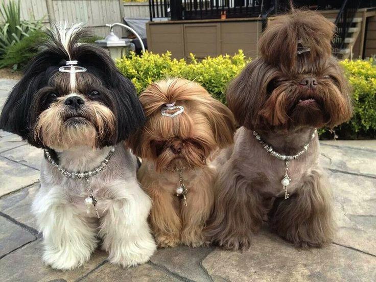 Shih Tzu Hairstyles Shih Tzu City