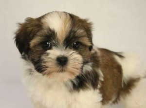 havanese