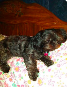 Ebony sleeping on pillow