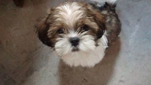 Shih Tzu Puppy