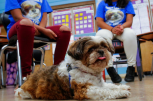 Comfort Dog in Classroom