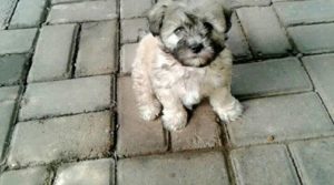 Duke - Shih Tzu puppy