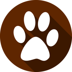 Paw Print - Shih Tzu Facts