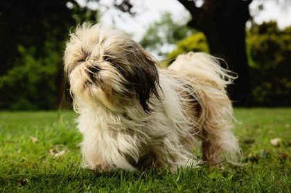 Shih Tzu Exercise Requirements