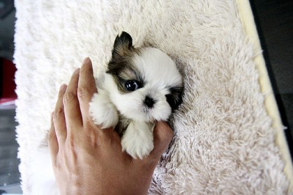 Shih Tzu Size