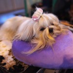 Grooming Shih Tzu