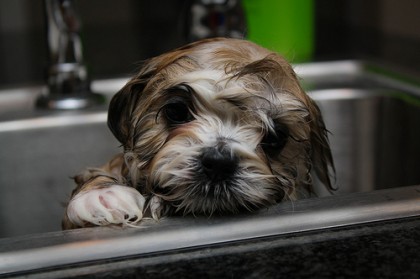 Bath a Shih Tzu