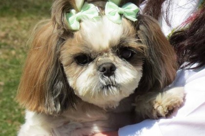 Tracheal Collapse in Shih Tzu