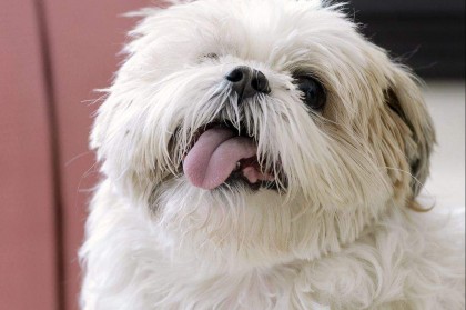 Shih Tzu Tongue Always Sticking Out