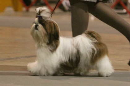 The Show Dog Shih Tzu