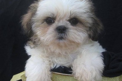 The Stool Eating Shih Tzu