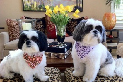 What to look for in a Shih Tzu breeder?