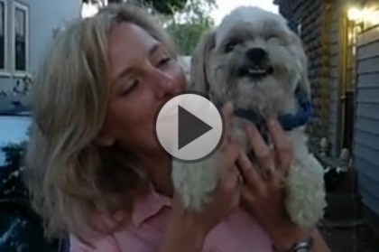 Smiling Shih Tzu