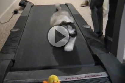 Shih Tzu on a Treadmill