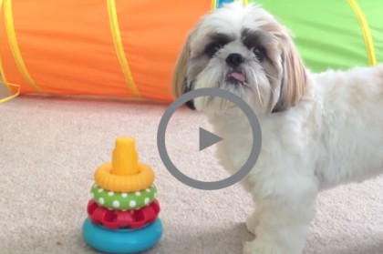 Dramatic Shih Tzu