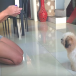 Shih Tzu Puppy Doing Tricks